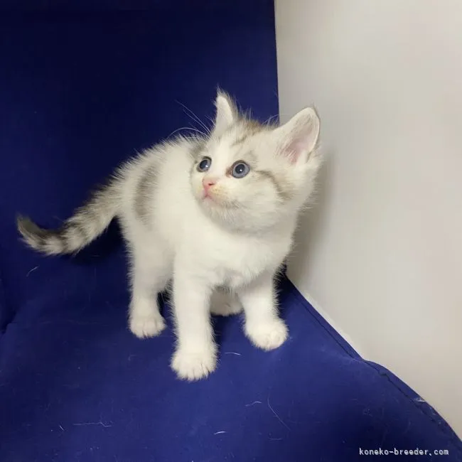 ID：2201-01974の子猫