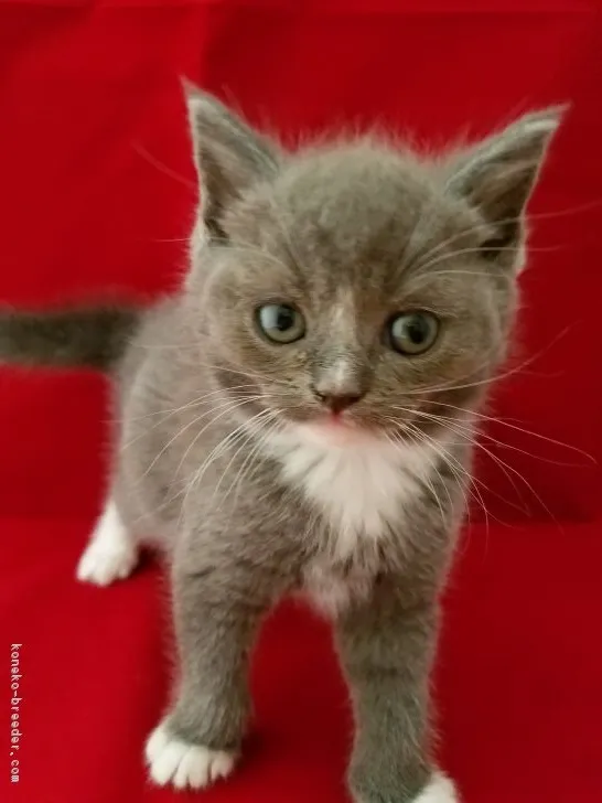 ID:1805-01246の子猫