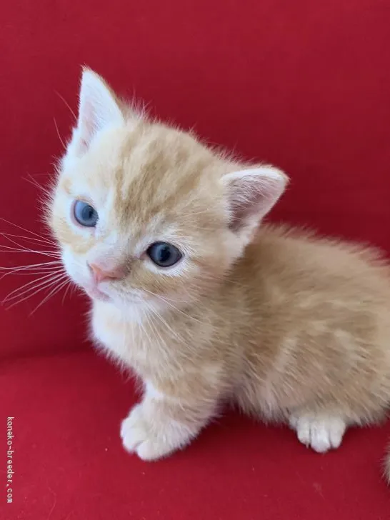 ID：2003-01068の子猫