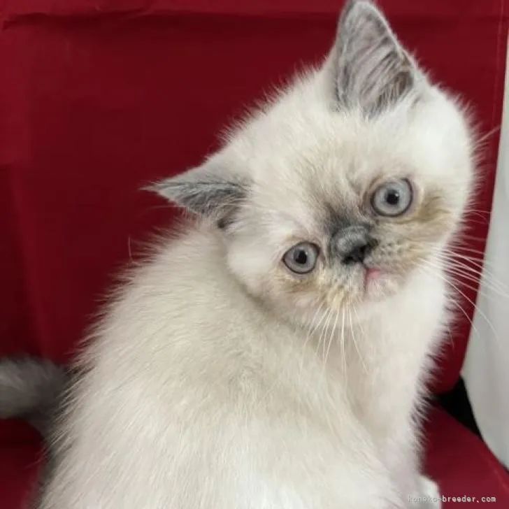 ID：2205-01638の子猫