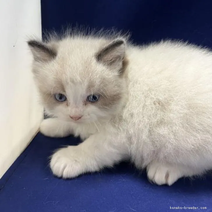 ID:2211-01967の子猫