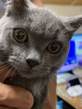 ブリティッシュショートヘア【富山県・男の子・2019年5月6日・ブルー】の写真「9月2日更新しました」