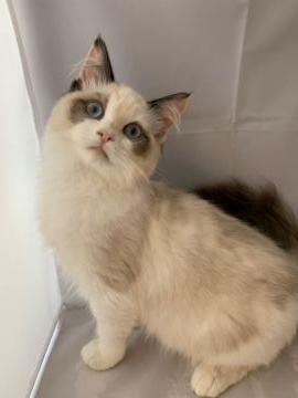 ラグドール【富山県・女の子・2019年9月7日・ブルートゥーティー】の写真「可愛い女の子。」