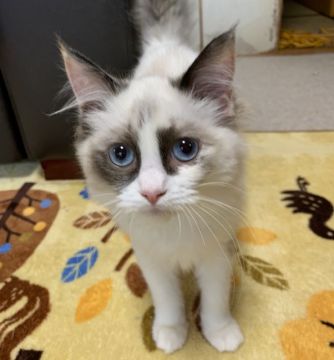 ラグドール【富山県・女の子・2018年8月19日・ブルーポイントバイカラー】の写真「可愛くなりました」