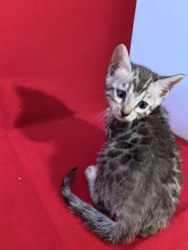 ベンガル【富山県・女の子・2019年9月2日・シルバースポテッドタビー】の写真「可愛い女の子。」