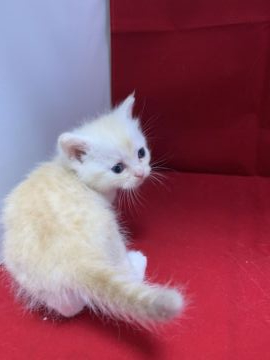 マンチカン(長足)【富山県・男の子・2019年8月5日・クリームタビーホワイト】の写真「まだヨチヨチ歩きです^_^」