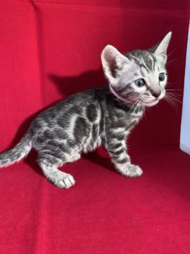 ベンガル【富山県・女の子・2019年9月2日・シルバースポテッドタビー】の写真「可愛い子ですよ。」