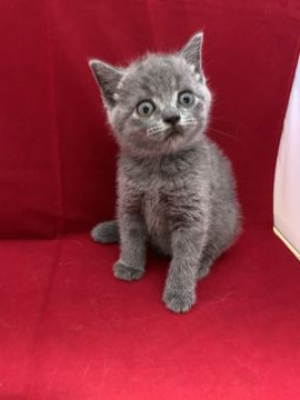 ブリティッシュショートヘア【富山県・女の子・2019年9月18日・ブルー】の写真「くまちゃん。」