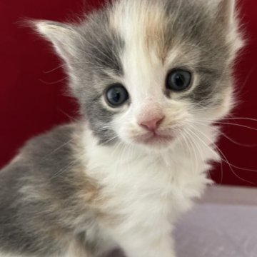 ノルウェージャンフォレストキャット【富山県・女の子・2023年3月17日・キャリコ】の写真「デカお目目👀」