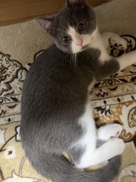 ブリティッシュショートヘア【富山県・男の子・2019年9月18日・ブルーホワイト】の写真「お髭が可愛い！」