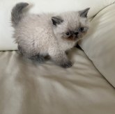 エキゾチックショートヘア