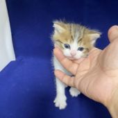 富山県のブリーダーを探す｜みんなの子猫ブリーダー