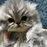 エキゾチックロングヘア