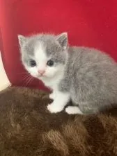 ブリティッシュショートヘア【富山県・女の子・2021年9月27日・ブルーホワイト】の写真2