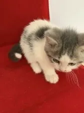 マンチカン(長足)【富山県・男の子・2018年12月1日・ブルーホワイト】の写真3