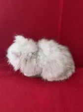 ペルシャ【富山県・男の子・2020年3月23日・チンチラシルバー】の写真3