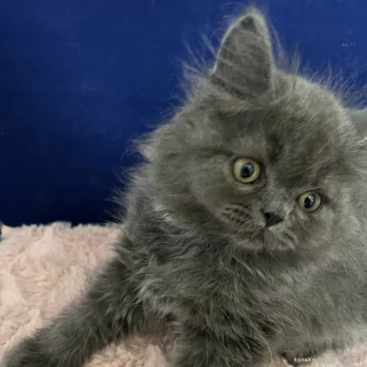 フォールデックス【富山県・男の子・2025年8月1日・ブルー(ロングヘア)】の写真1