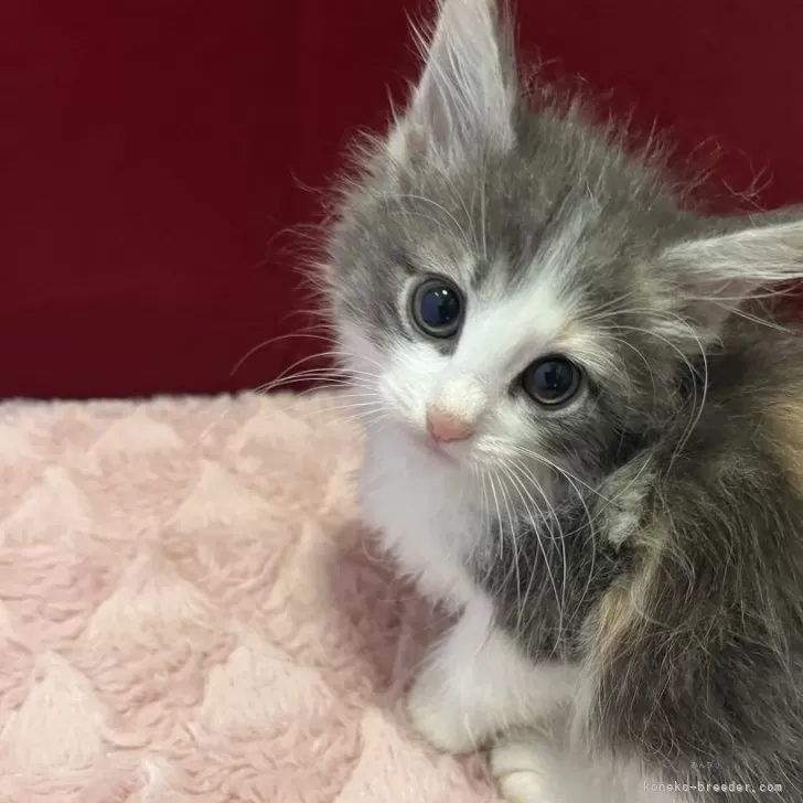 ID：2509-03277の子猫