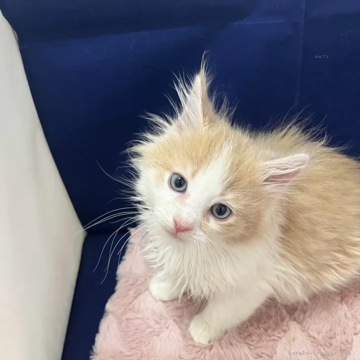 ID:2508-02811の子猫