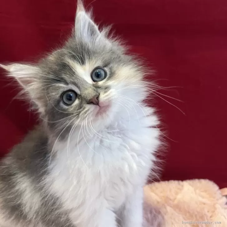 ID：2504-00792の子猫