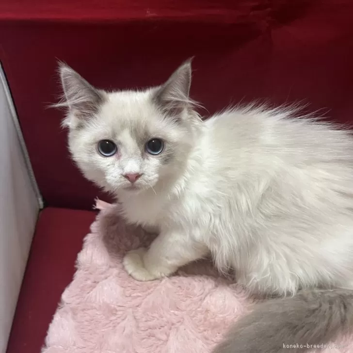 ラグドール【富山県・女の子・2025年5月26日・シールポイントバイカラー】の写真1