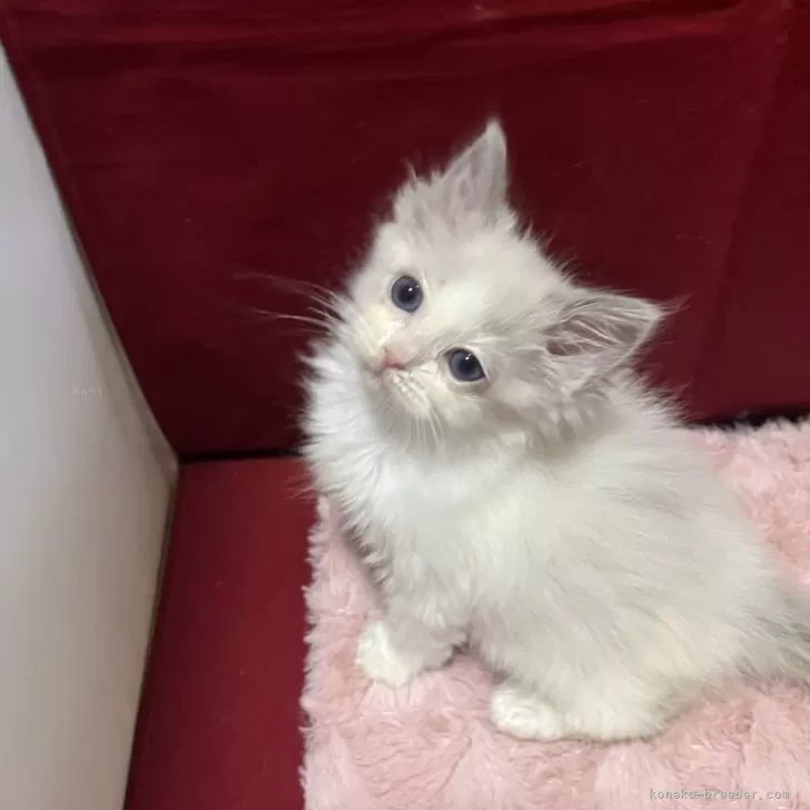 ID：2501-01282の子猫