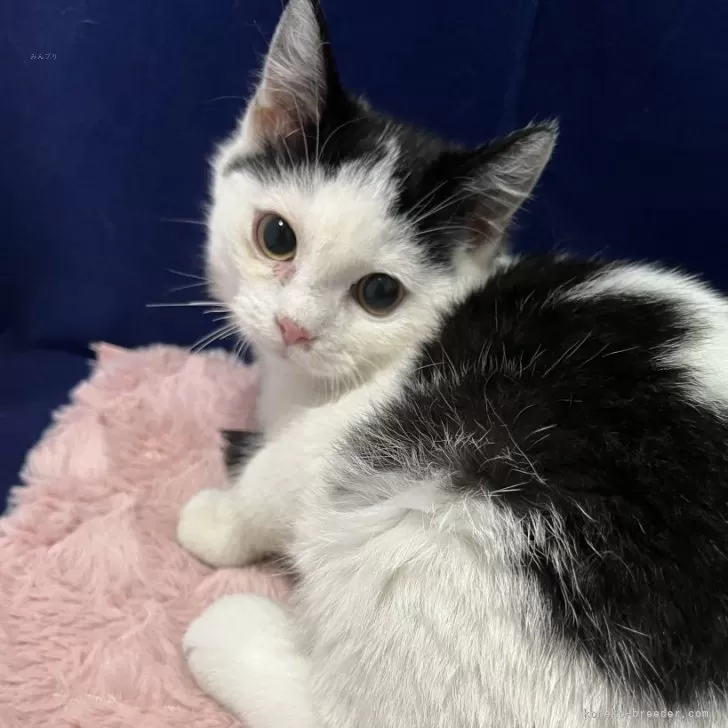 マンチカン(長足)【富山県・男の子・2025年7月22日・ブラックホワイト】の写真1