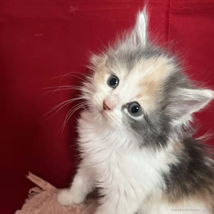 ID：2504-00789の子猫