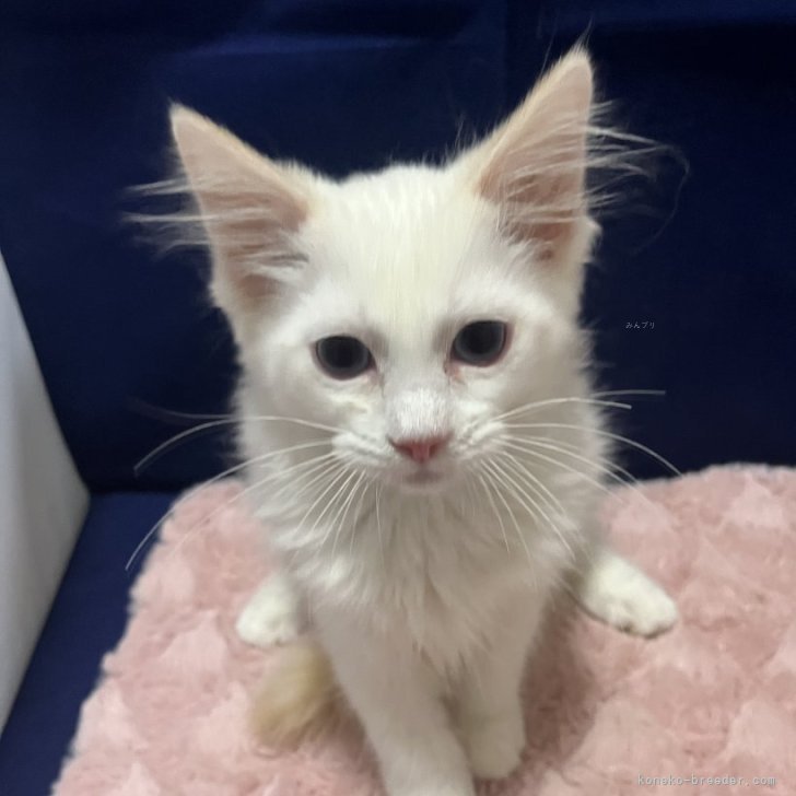 ブリーダー画像