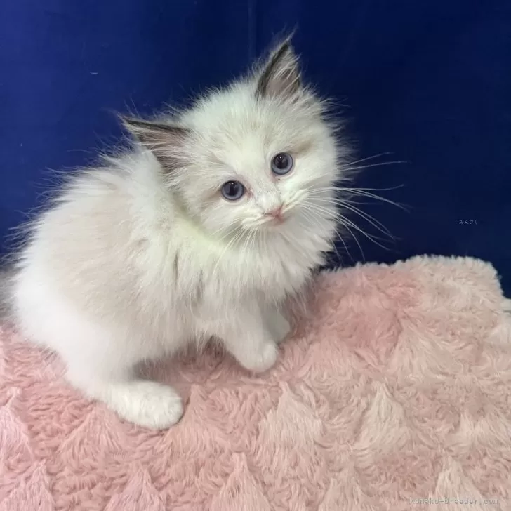 ID：2506-01694の子猫