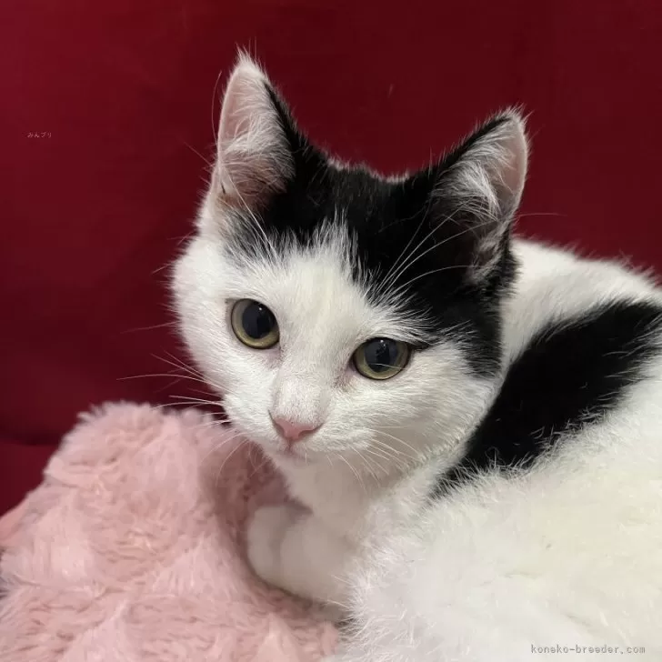 マンチカン(長足)【富山県・女の子・2025年7月22日・ブラックホワイト】の写真1