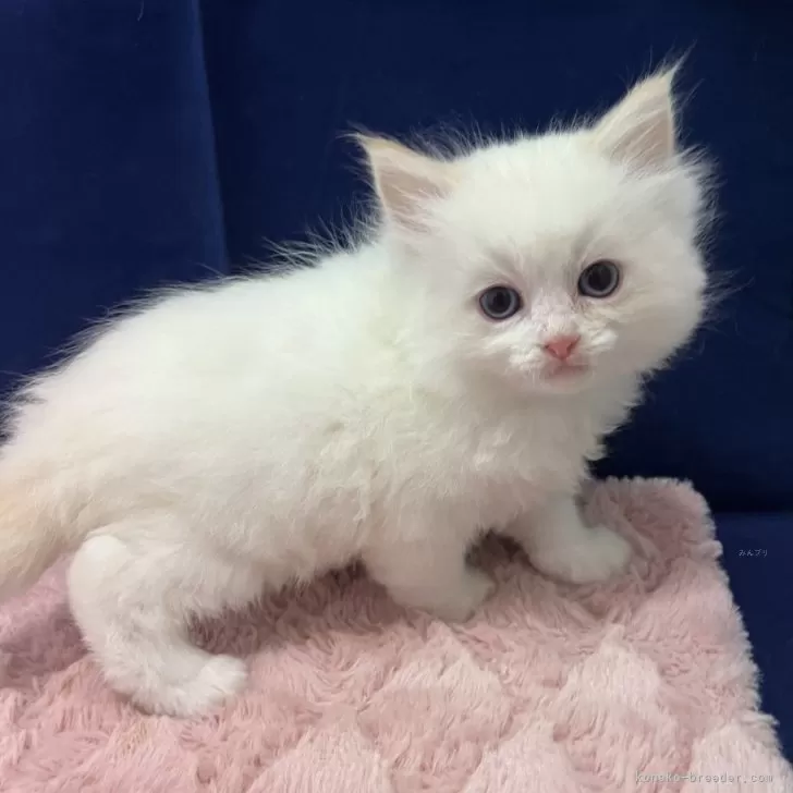 ID：2502-01668の子猫