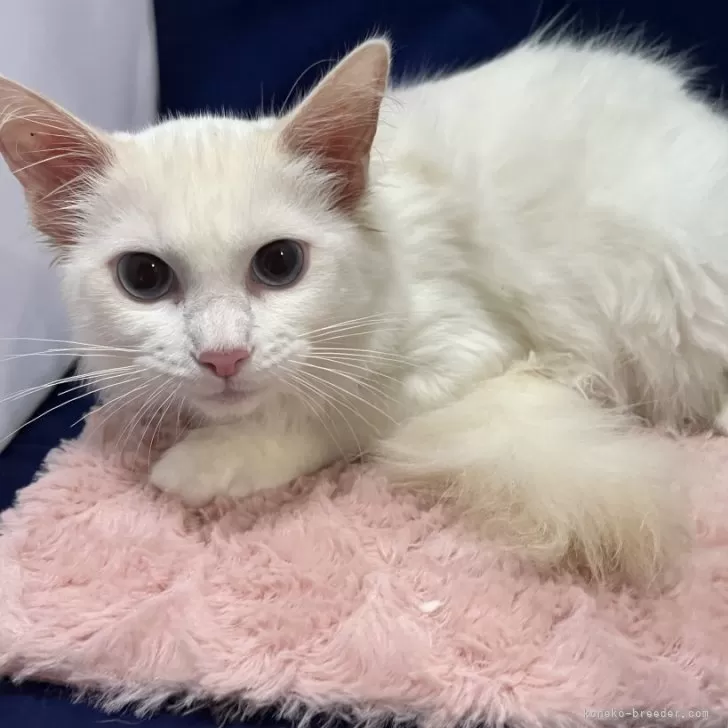 ラグドール【富山県・男の子・2025年6月16日・クリームポイント】の写真1