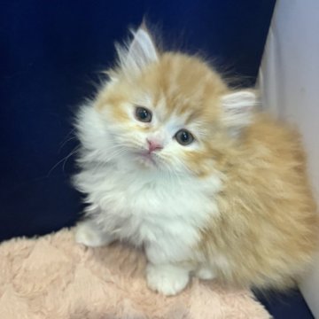 マンチカン(短足)【富山県・男の子・2025年9月23日・レッドホワイト】の写真「可愛い男の子😍」