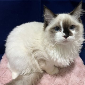 ラグドール【富山県・男の子・2025年6月18日・シールミデット】の写真「可愛い男の子」