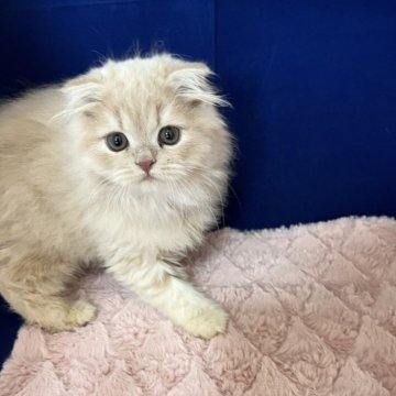 フォールデックス【富山県・男の子・2025年8月1日・クリーム(ロングヘア)】の写真「癒し系男子💕」