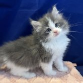 ノルウェージャンフォレストキャット