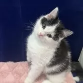 マンチカン(長足)
