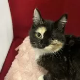 マンチカン(長足)