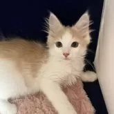 ノルウェージャンフォレストキャット