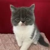ミックス
