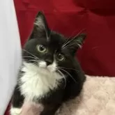 マンチカン(長足)