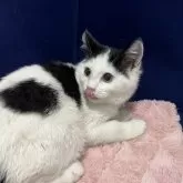 マンチカン(長足)【富山県・男の子・2025年7月22日・ブラックホワイト】の写真2