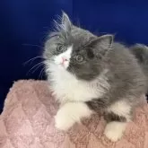 フォールデックス【富山県・男の子・2025年8月1日・ブルーホワイト(ロングヘア)】の写真2