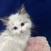 ラグドール【富山県・男の子・2025年4月22日・シールポイントバイカラー】の写真2