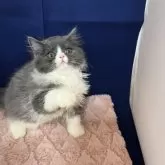 フォールデックス【富山県・男の子・2025年8月1日・ブルーホワイト(ロングヘア)】の写真3