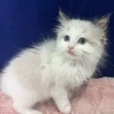 ラグドール【富山県・男の子・2025年4月22日・シールポイントバイカラー】の写真3