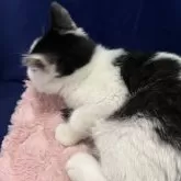 マンチカン(長足)【富山県・男の子・2025年7月22日・ブラックホワイト】の写真4