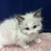 ラグドール【富山県・男の子・2025年4月22日・シールポイントバイカラー】の写真6