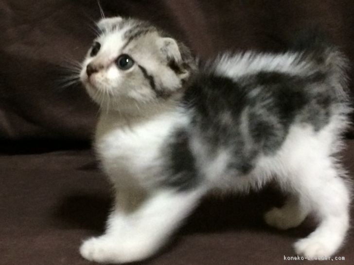 ID:1709-00036の子猫